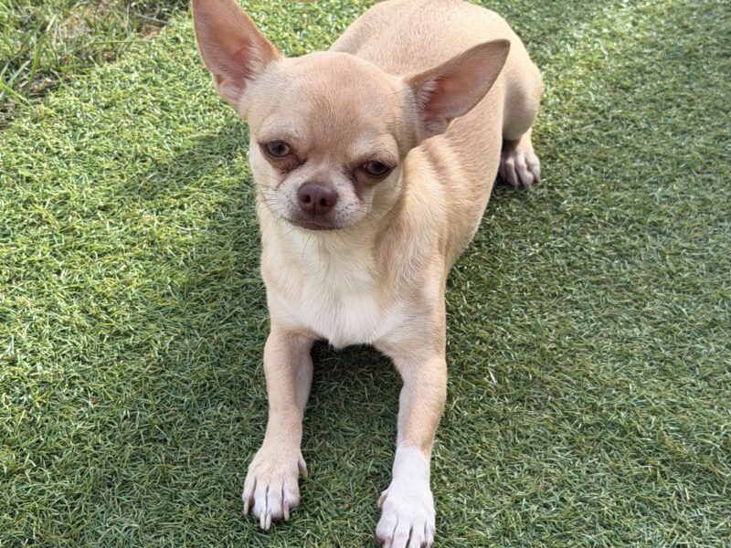 Chihuahua Stud Dog