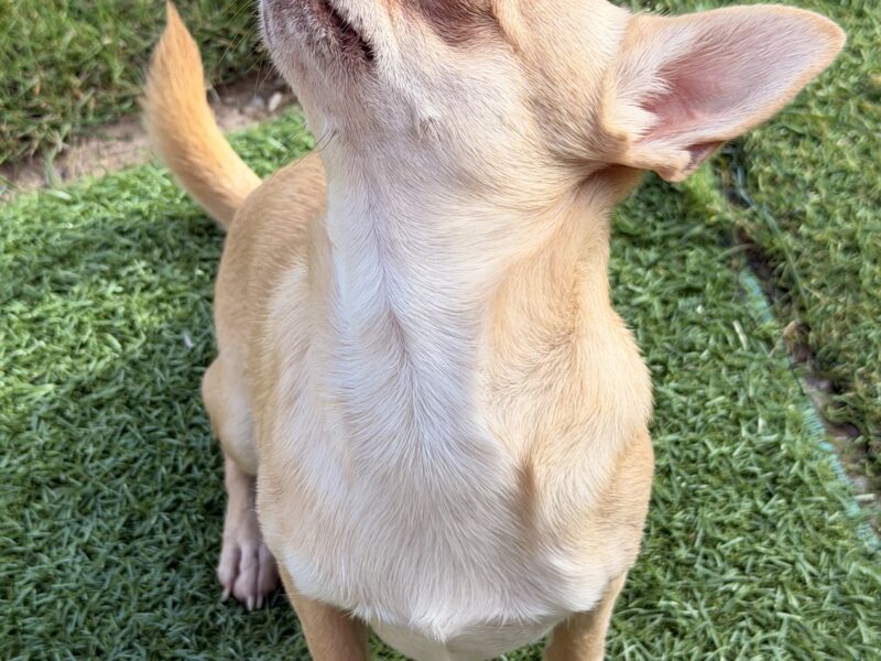 Chihuahua Stud Dog
