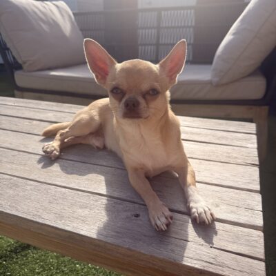 Chihuahua Stud Dog