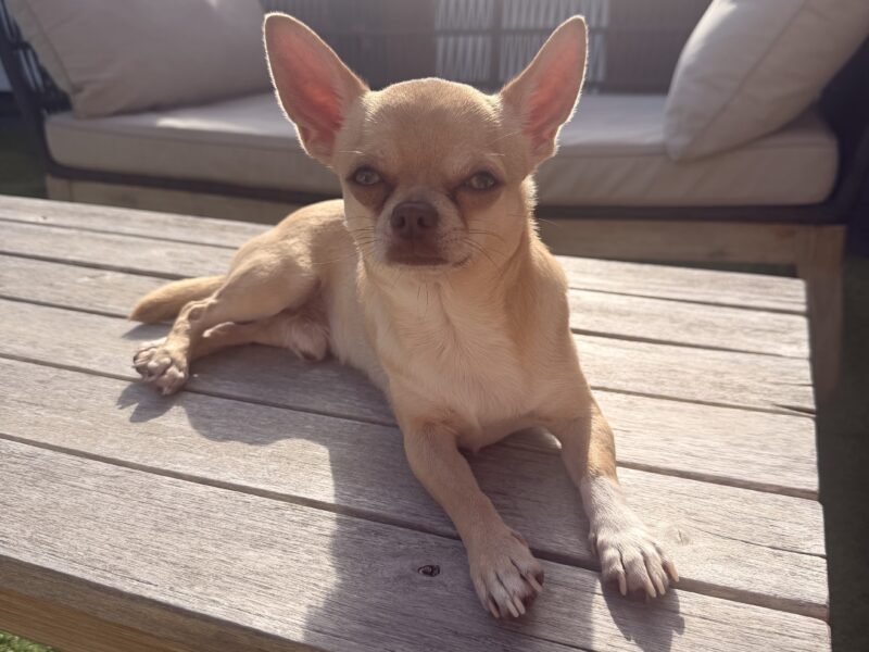 Chihuahua Stud Dog