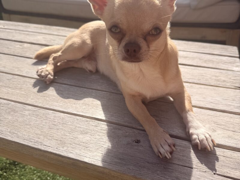 Chihuahua Stud Dog