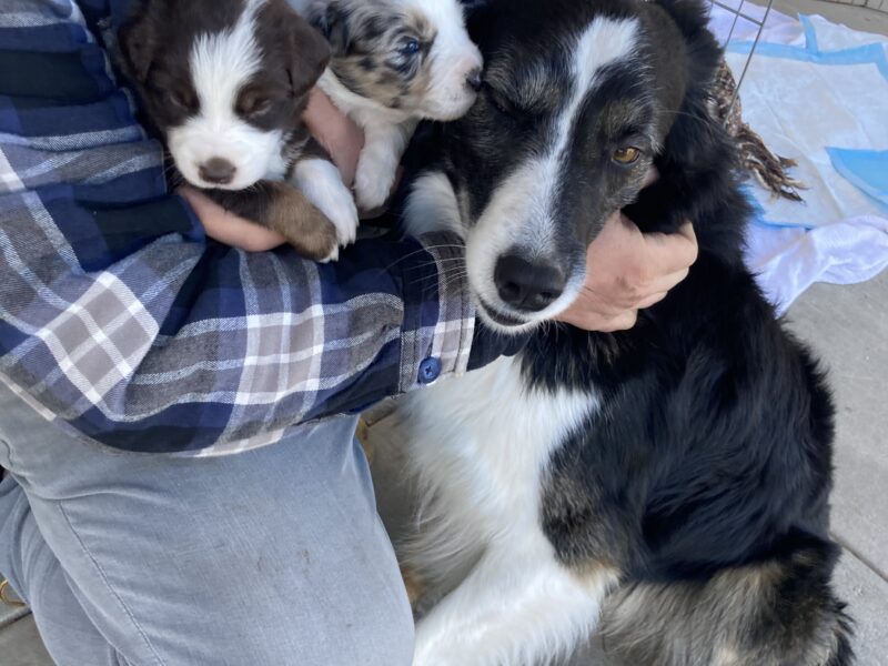 Border Collie Stud Dog